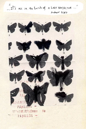 Постер: Métamorphoses du Papillon