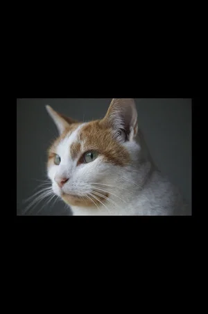 Постер: Felis Catus