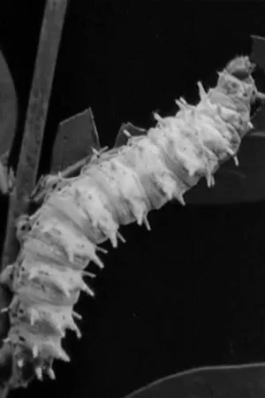 Постер: Skilled Insect Artisans