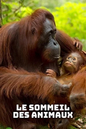 Постер: Le sommeil des animaux