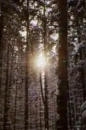 Постер: The Forest and the Man