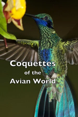 Постер: Coquettes of the Avian World