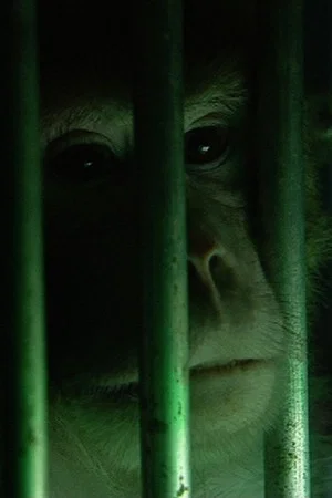 Постер: Monkeys, Rats and Me