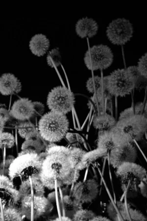 Постер: Dark Garden