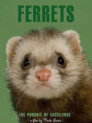 Постер: Ferrets