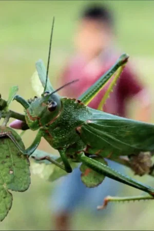 Постер: Children’s Game #9: Saltamontes