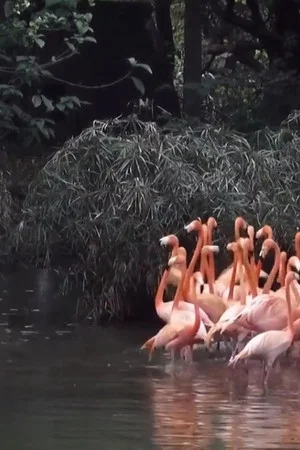 Постер: Spring Flamingo