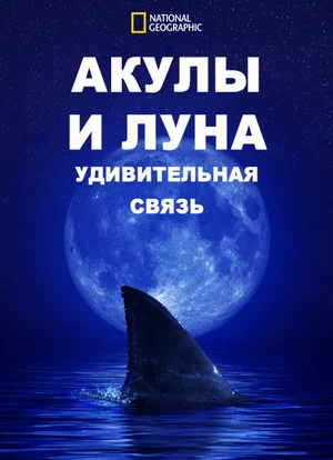Постер: Акулы И Луна. Удивительная Связь