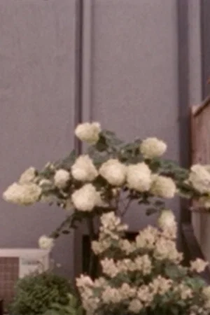 Постер: Hydrangeae, or, the Vicissitudes of Public/Private Space
