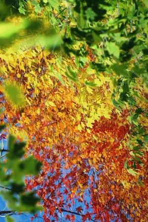 Постер: GRADATIONs
