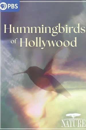 Постер: Hummingbirds of Hollywood