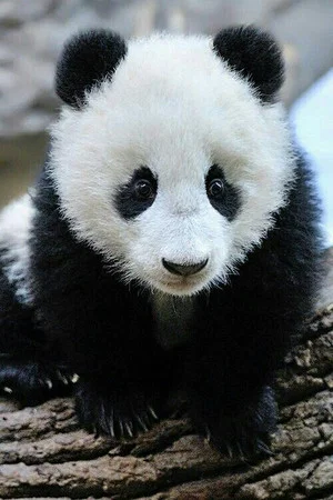 Постер: Panda Babies