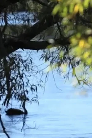 Постер: River Of Youth