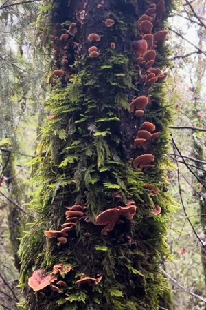 Постер: Fungal Forest