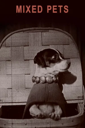 Постер: Mixed Pets