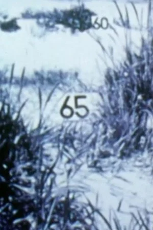 Постер: Étude transectale de la plage