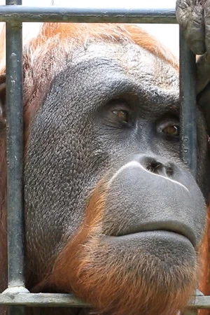 Постер: On Air