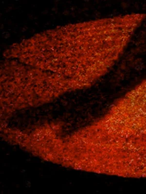 Постер: Materia Obscura