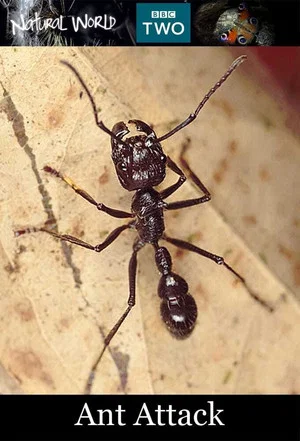 Постер: Ant Attack