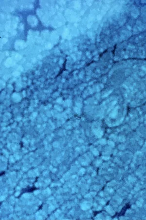 Постер: Biostoria 3