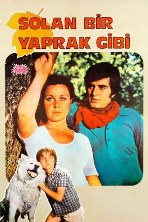 Постер: Solan Bir Yaprak Gibi