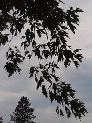 Постер: Natural Intoxication