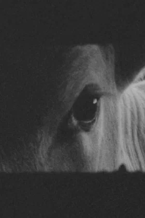 Постер: Livestock