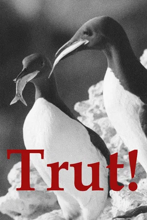 Постер: The Gulls