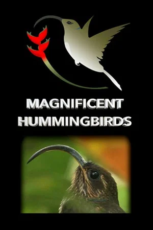 Постер: Magnificent Hummingbirds