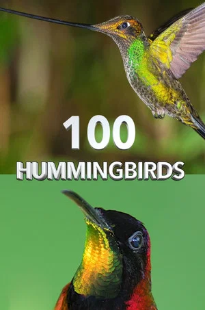 Постер: 100 Hummingbirds