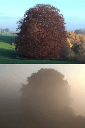 Постер: Beech Tree
