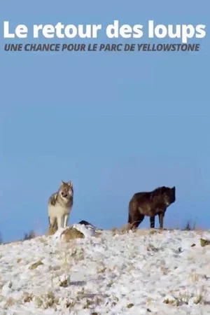 Постер: The Return of the Wolves: The Miracle in Yellowstone National Park