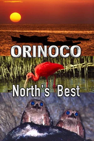 Постер: Orinoco, North’s Best