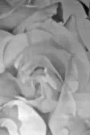 Постер: Roses in Full Colour
