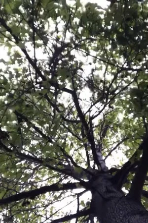 Постер: The Tree