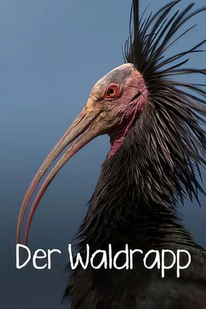 Постер: Der Waldrapp: Zugvogel im Aufwind