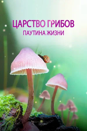 Постер: Царство грибов: паутина жизни