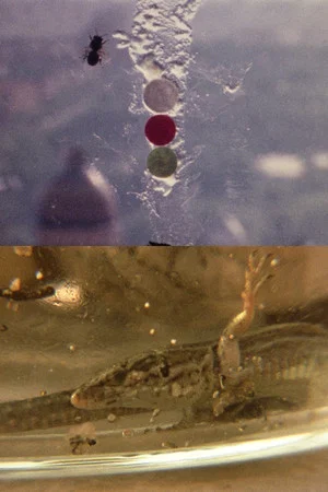 Постер: Fuegos Artificiales Foco Proyector apto. Con Burbana avispa bombilla filamento Poti
