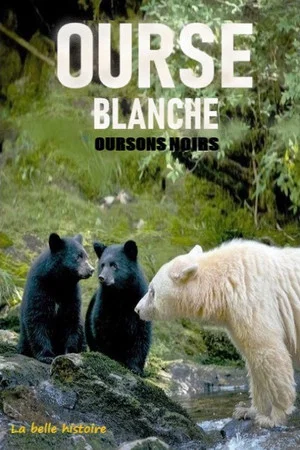 Постер: Ourse blanche, oursons noirs : la belle histoire