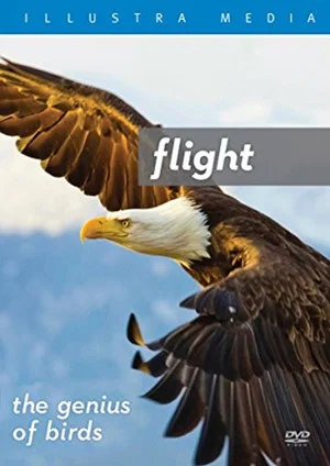 Постер: Flight: The Genius of Birds