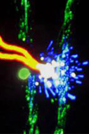 Постер: The Element of Light