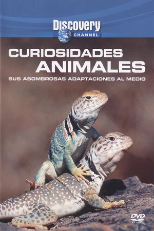Постер: Wild Weird Animals