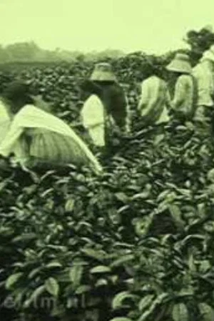 Постер: Thee-onderneming van de 'N.V. Het Nederlandsch Ind. Landsyndicaat' Pematang Siantar S.O.K.