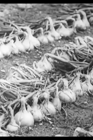 Постер: The Life History of the Onion