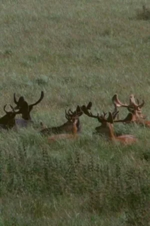 Постер: The Deer Garden: The Romantic Forest