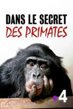 Постер: Dans le secret des primates