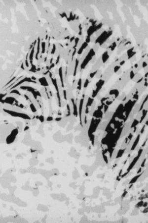 Постер: Zebra