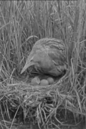 Постер: The Bittern