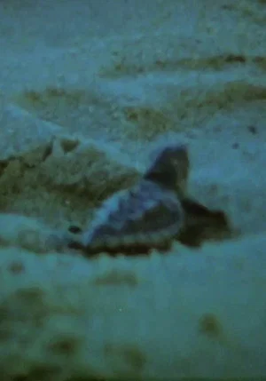 Постер: Ocean Grown