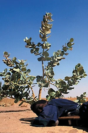 Постер: Tchissète, The Mirror of the Tuareg